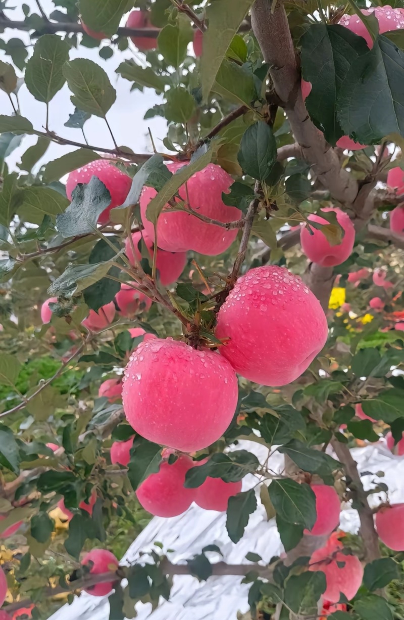 静宁苹果（红寺镇胡沟村）***********