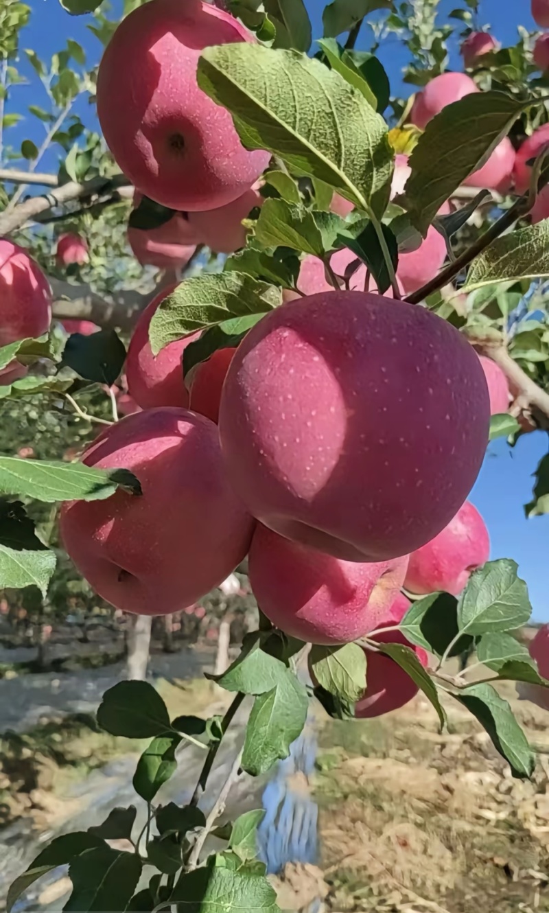 静宁苹果（红寺镇胡沟村）***********