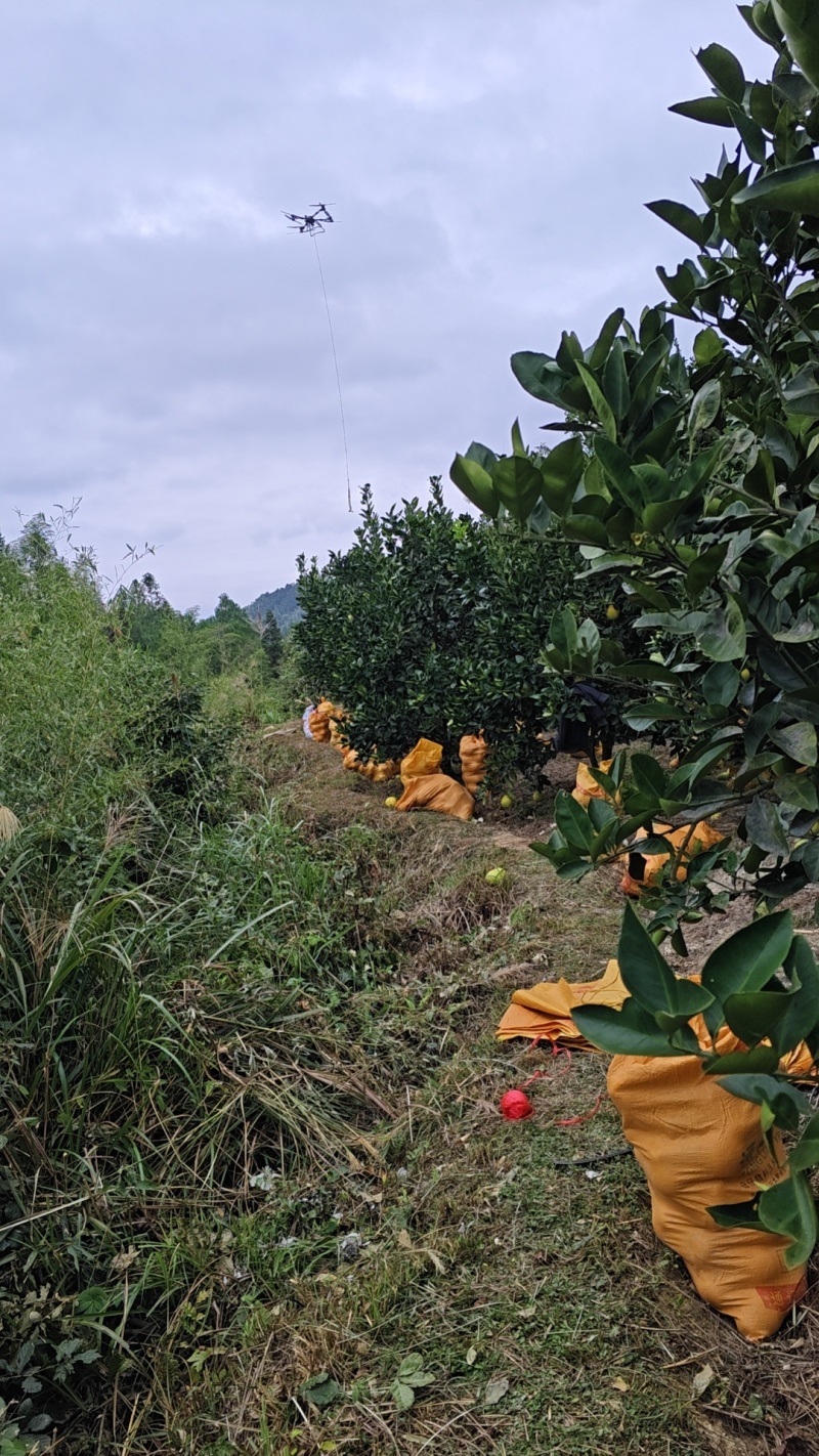 阳光山泉出好柚，酸甜爽口沁心田。甜似初恋，包邮到家哦