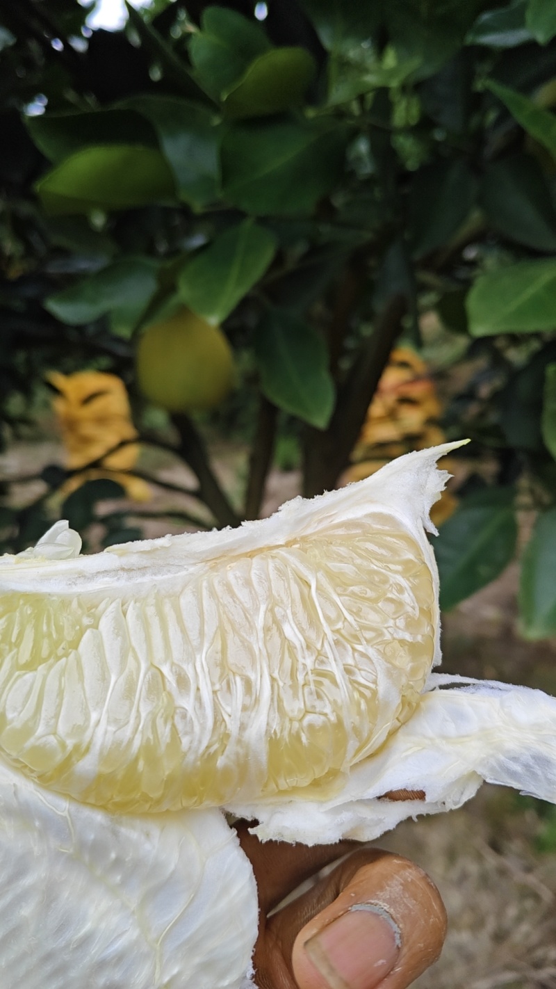 阳光山泉出好柚，酸甜爽口沁心田。甜似初恋，包邮到家哦