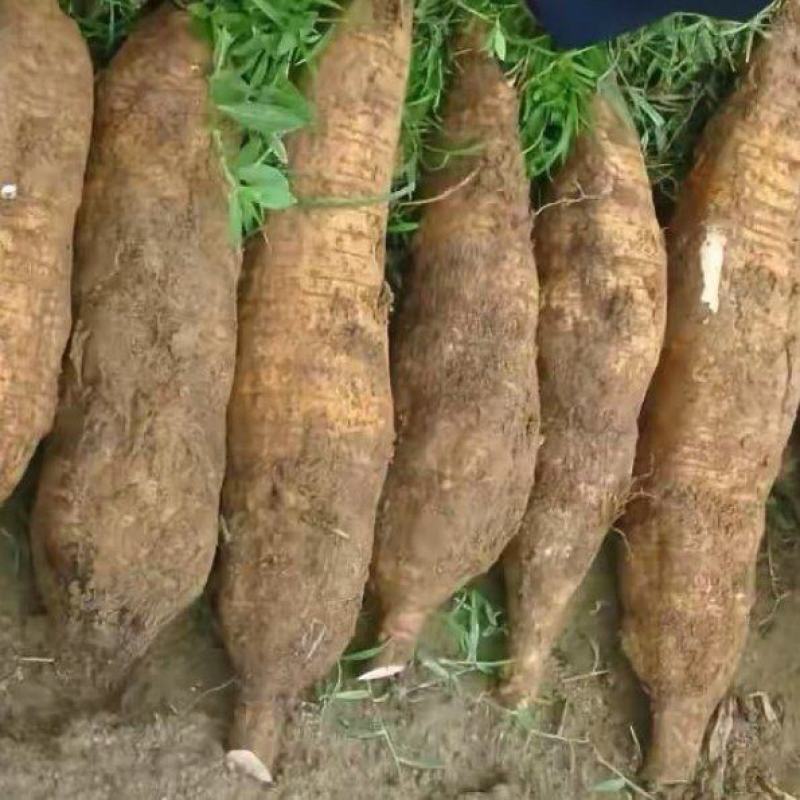 超高性价比精品葛根欢迎联系抢购