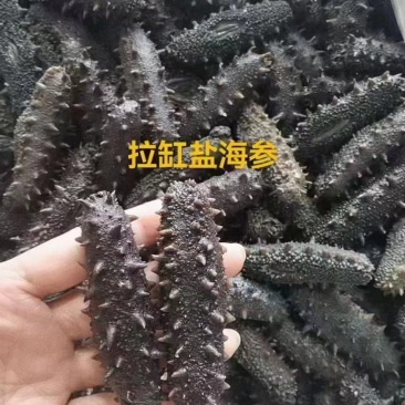 拉格盐海参