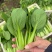 【上海青/小油菜】产地直供/常年批发/全国发货/量大从优