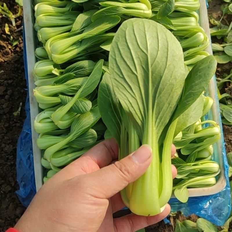 【精选】上海青/小油菜（安徽太和）常年供应/产地代发全国