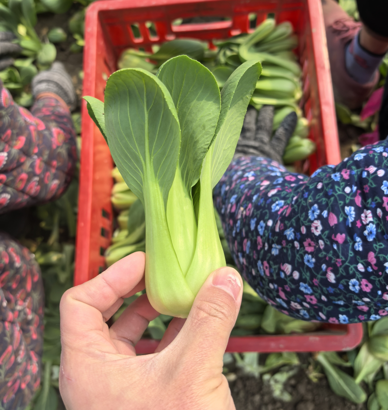 【精选】上海青/小油菜（安徽太和）常年供应/产地代发全国