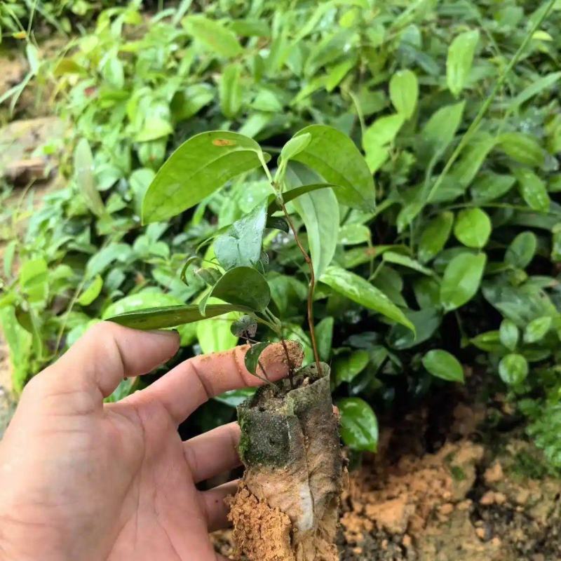 土茯苓营养杯种苗硬饭头地胡苓苗攀援灌木带土常绿坡地