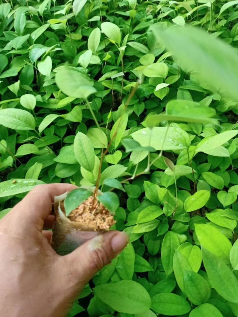 土茯苓营养杯种苗硬饭头地胡苓苗攀援灌木带土常绿坡地