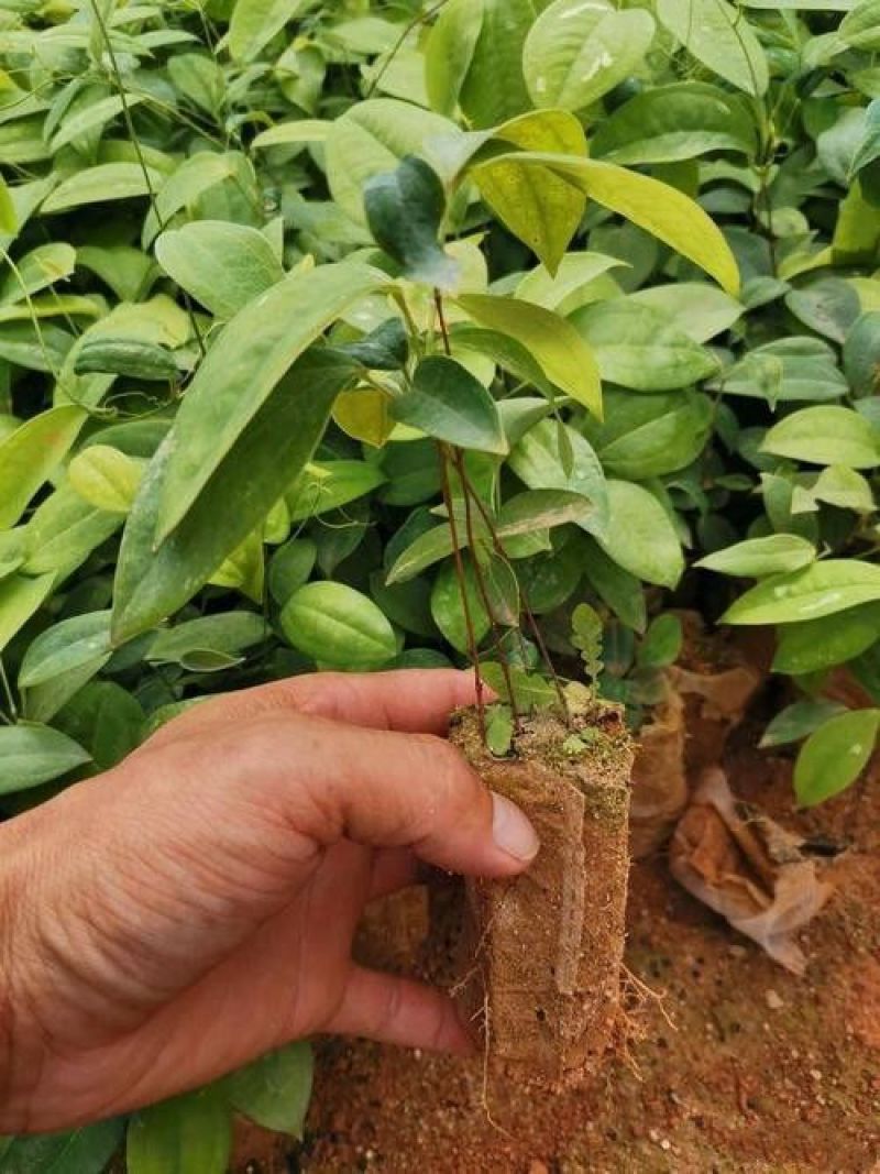 土茯苓营养杯种苗硬饭头地胡苓苗攀援灌木带土常绿坡地