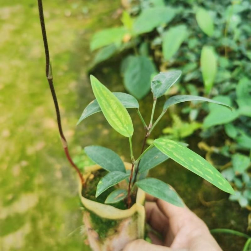 土茯苓营养杯种苗硬饭头地胡苓苗攀援灌木带土常绿坡地