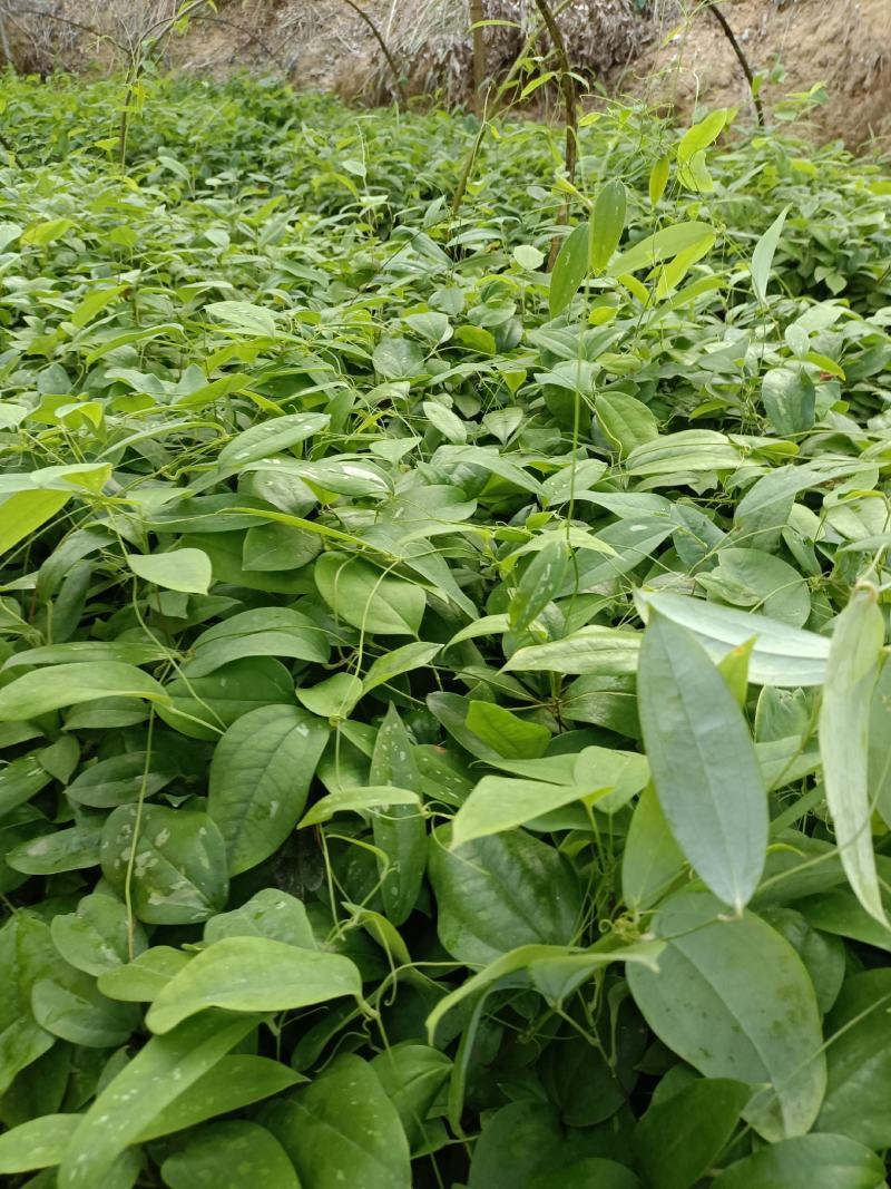 土茯苓营养杯种苗硬饭头地胡苓苗攀援灌木带土常绿坡地
