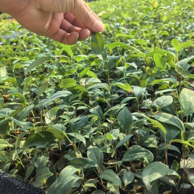 土茯苓营养杯种苗硬饭头地胡苓苗攀援灌木带土常绿坡地