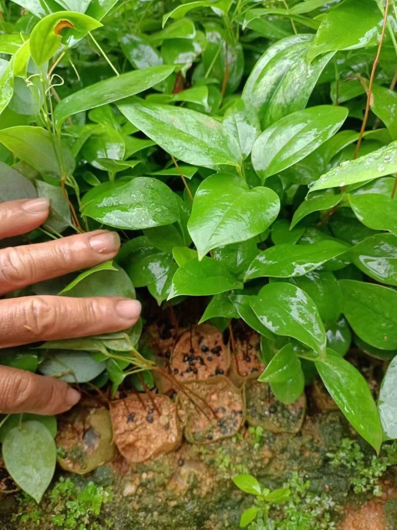 土茯苓营养杯种苗硬饭头地胡苓苗攀援灌木带土常绿坡地