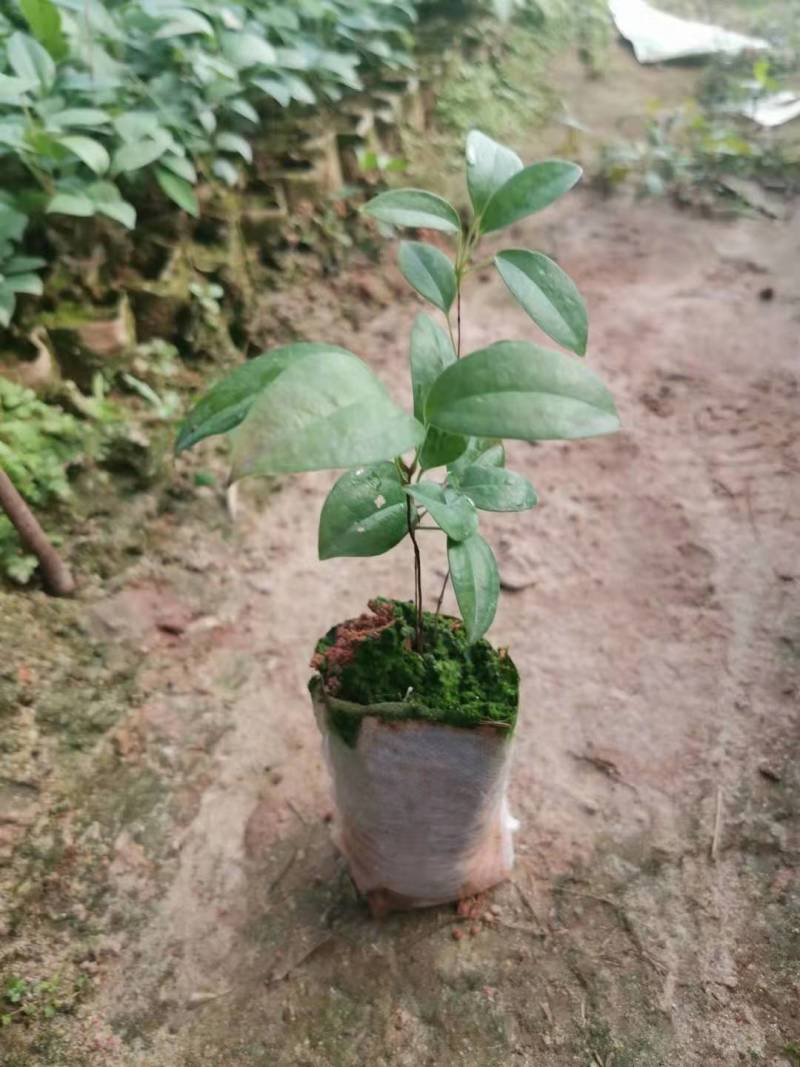 土茯苓营养杯种苗硬饭头地胡苓苗攀援灌木带土常绿坡地