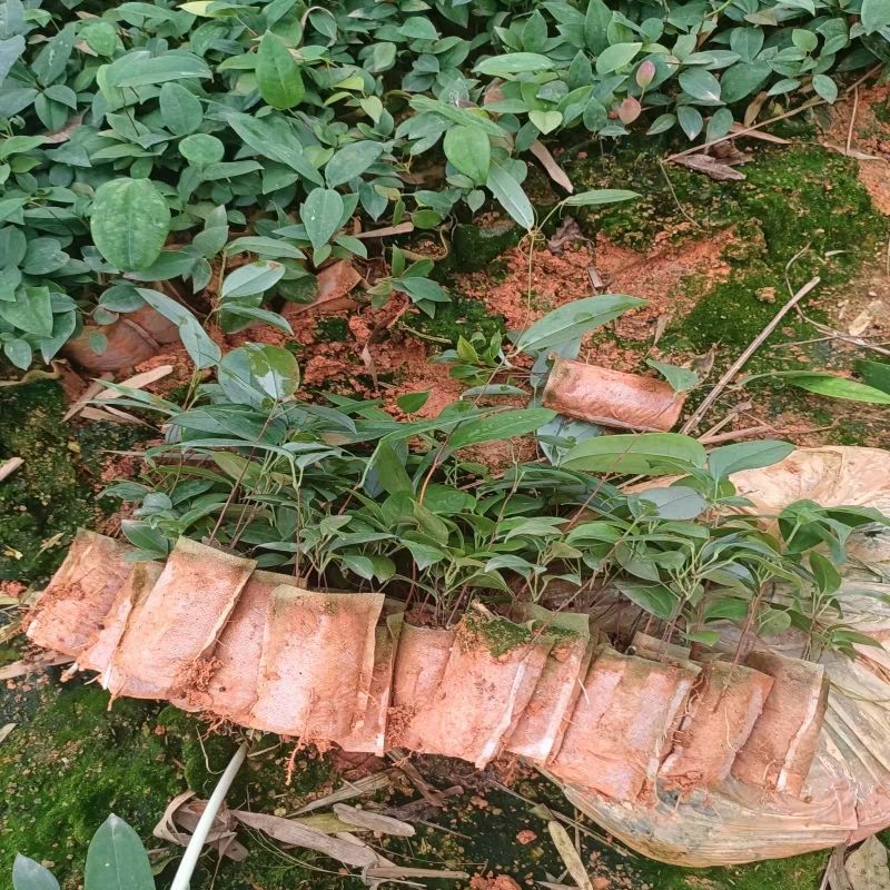 土茯苓营养杯种苗硬饭头地胡苓苗攀援灌木带土常绿坡地