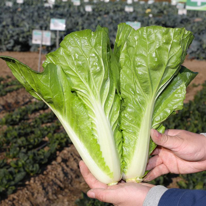《毛白菜/奶白菜》基地现货/常年批发/量大从优/欢迎来电