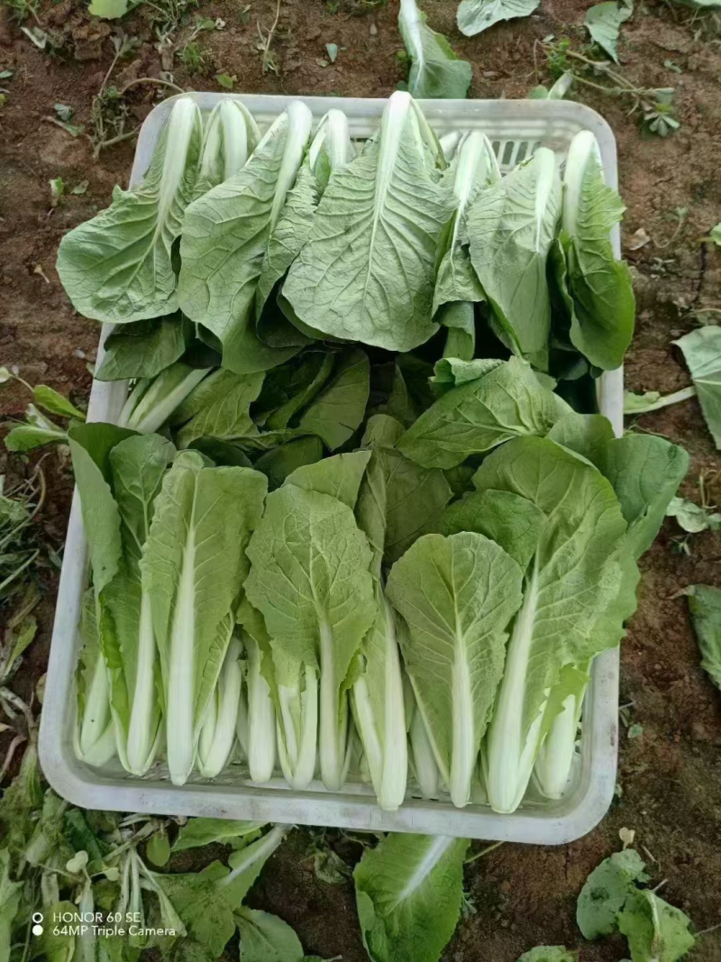 《毛白菜/奶白菜》基地现货/常年批发/量大从优/欢迎来电