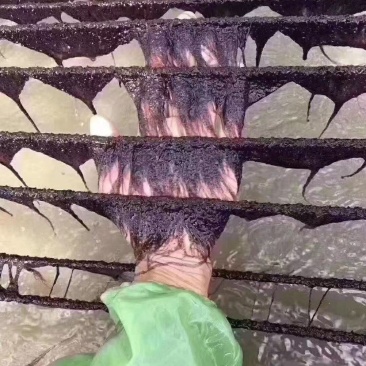 霞浦头水紫菜