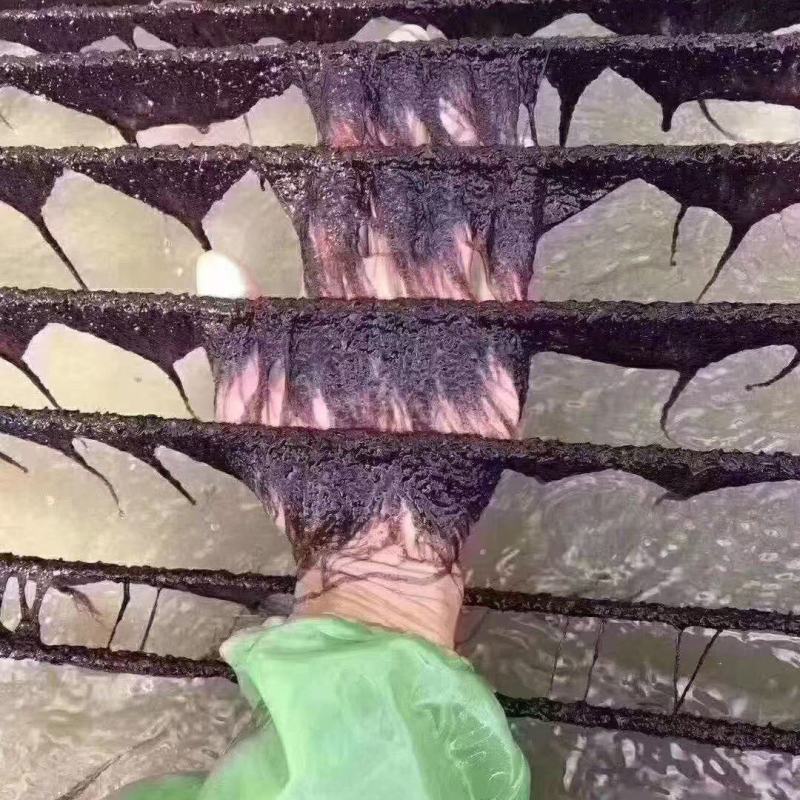 霞浦头水紫菜