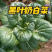 黑叶白小白菜/黑叶奶白菜/产地批发/常年供应/欢迎来电