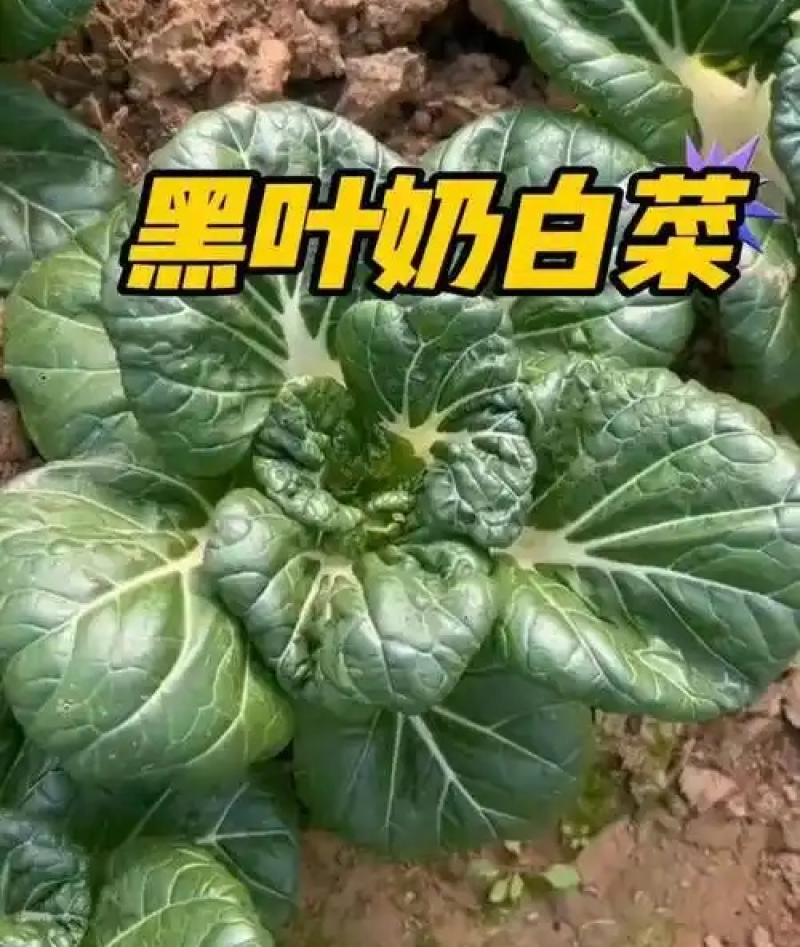 黑叶白小白菜/黑叶奶白菜/产地批发/常年供应/欢迎来电