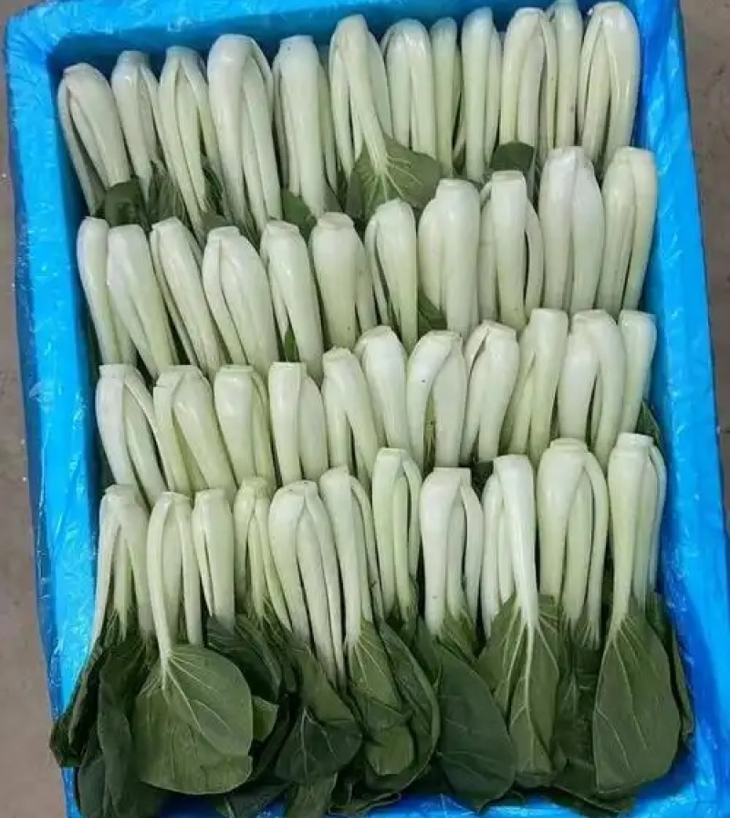 黑叶白小白菜/黑叶奶白菜/产地批发/常年供应/欢迎来电