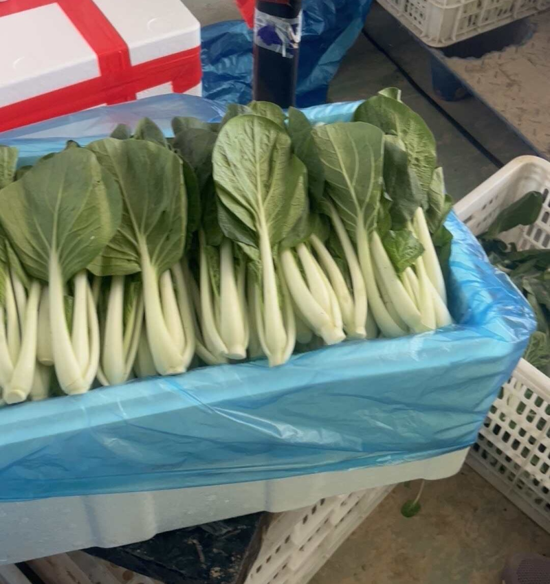 黑叶白小白菜/黑叶奶白菜/产地批发/常年供应/欢迎来电
