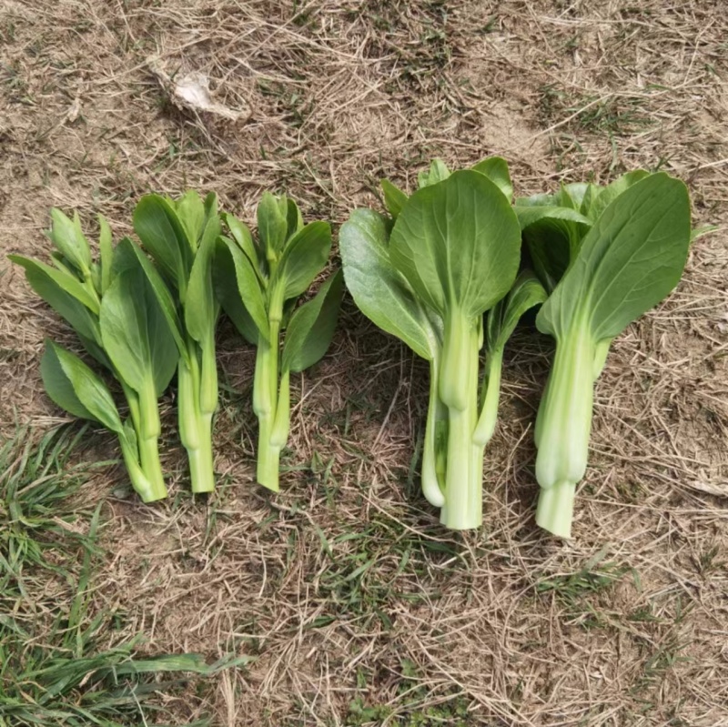 广东菜心/甜菜心【常年批发全国发货】量大从优/欢迎来电