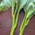 广东菜心/甜菜心【常年批发全国发货】量大从优/欢迎来电