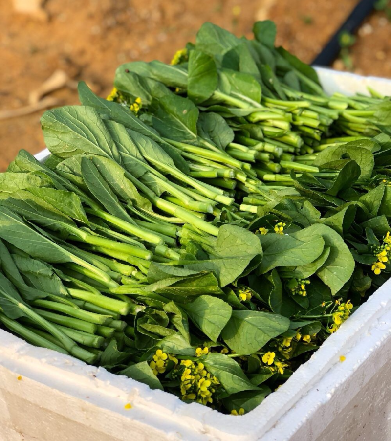 广东菜心/甜菜心【常年批发全国发货】量大从优/欢迎来电