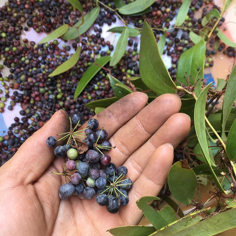 药材土茯苓种子新采土茯苓种子野生籽红土苓硬饭头