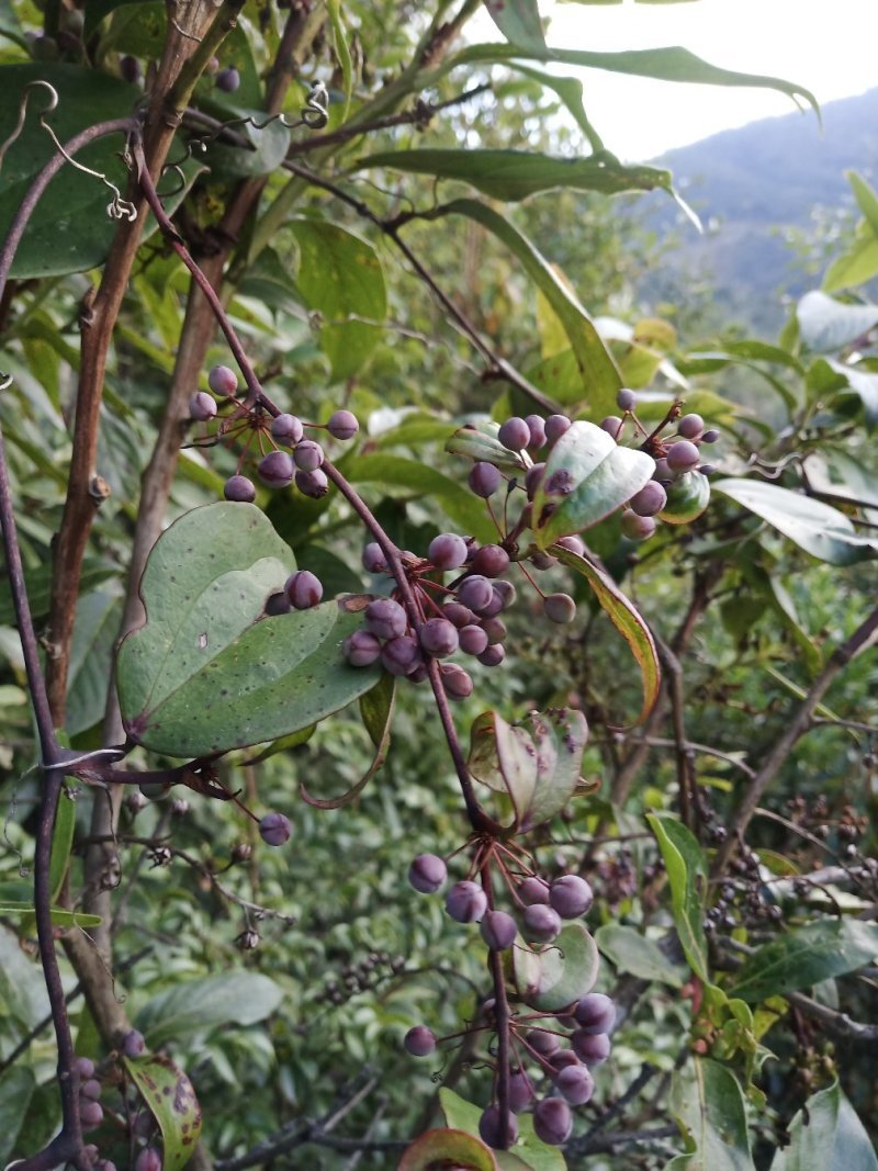 药材土茯苓种子新采土茯苓种子野生籽红土苓硬饭头