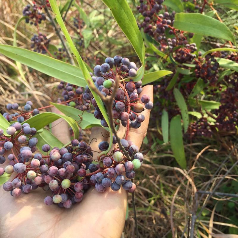 药材土茯苓种子新采土茯苓种子野生籽红土苓硬饭头
