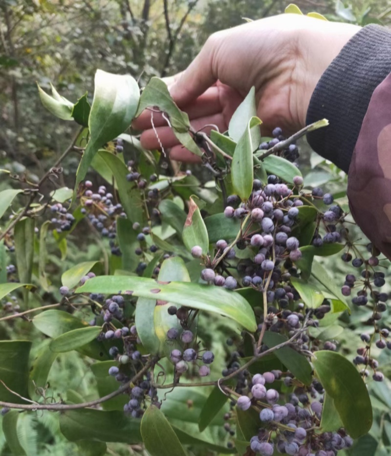 药材土茯苓种子新采土茯苓种子野生籽红土苓硬饭头