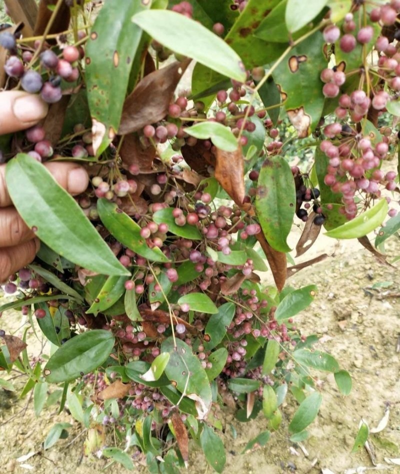 药材土茯苓种子新采土茯苓种子野生籽红土苓硬饭头