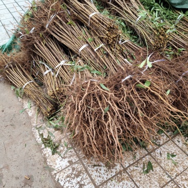 四川广元直生桃苗（实生苗）基地直发自产自销现挖现发