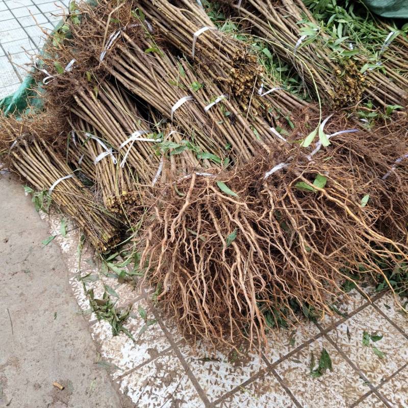 四川广元直生桃苗（实生苗）基地直发自产自销现挖现发