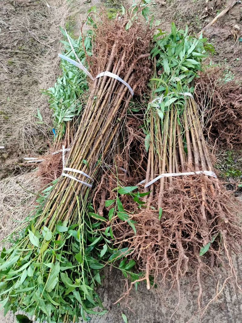 四川广元直生桃苗（实生苗）基地直发自产自销现挖现发