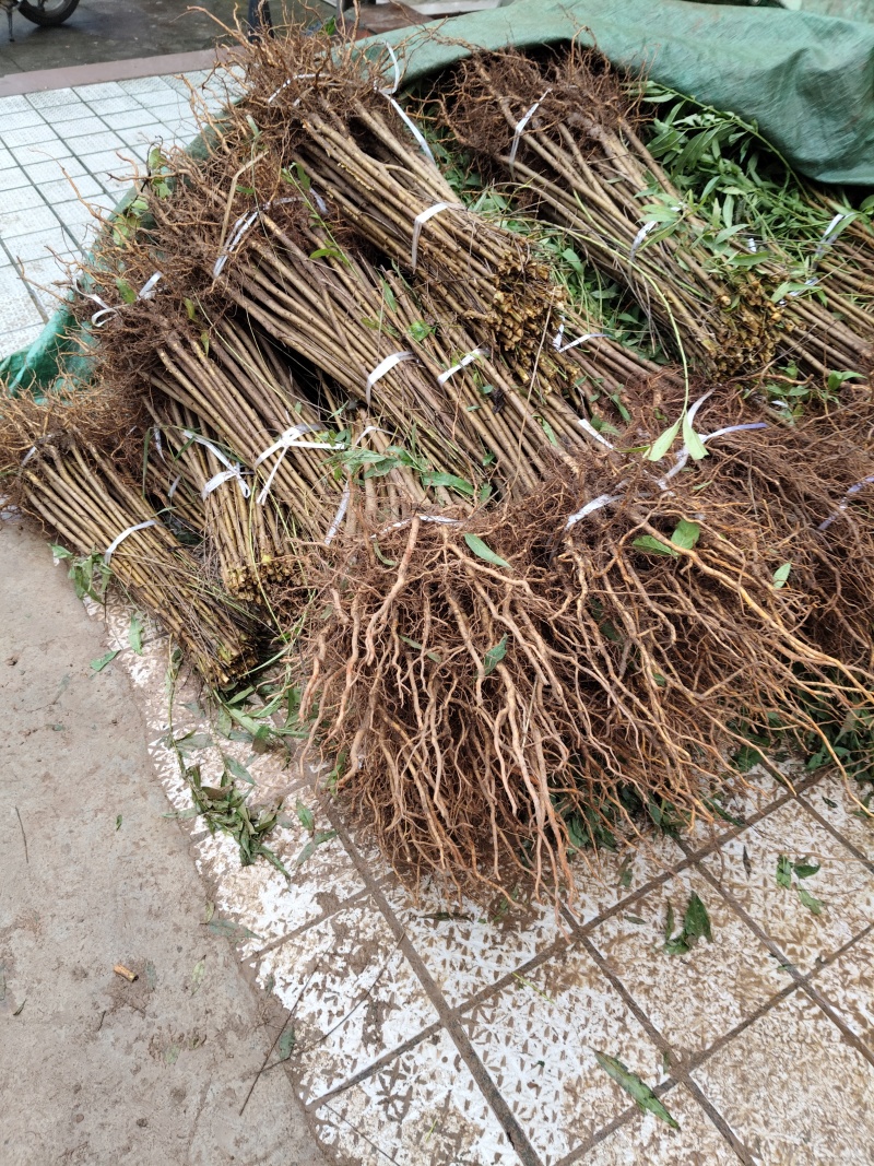 四川广元直生桃苗（实生苗）基地直发自产自销现挖现发
