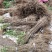 四川广元直生桃苗（实生苗）基地直发自产自销现挖现发