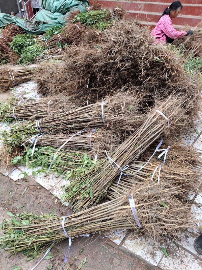 四川广元直生桃苗（实生苗）基地直发自产自销现挖现发