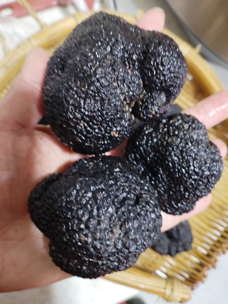 野生黑松露