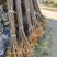正宗厚皮川黄柏小苗自产自销基地直发保湿发货质优价廉