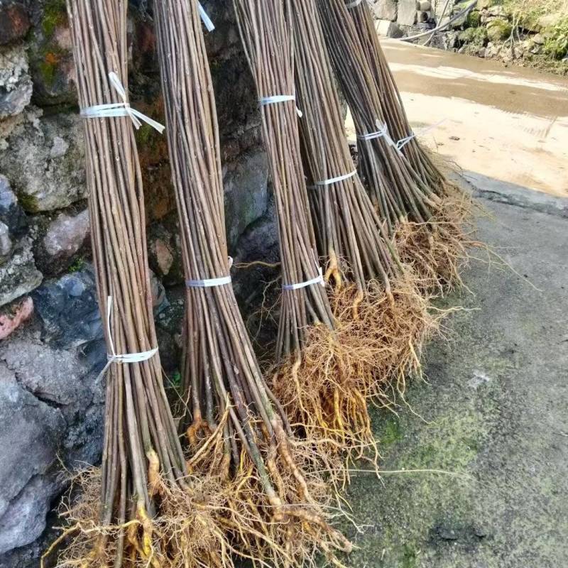 正宗厚皮川黄柏小苗自产自销基地直发保湿发货质优价廉