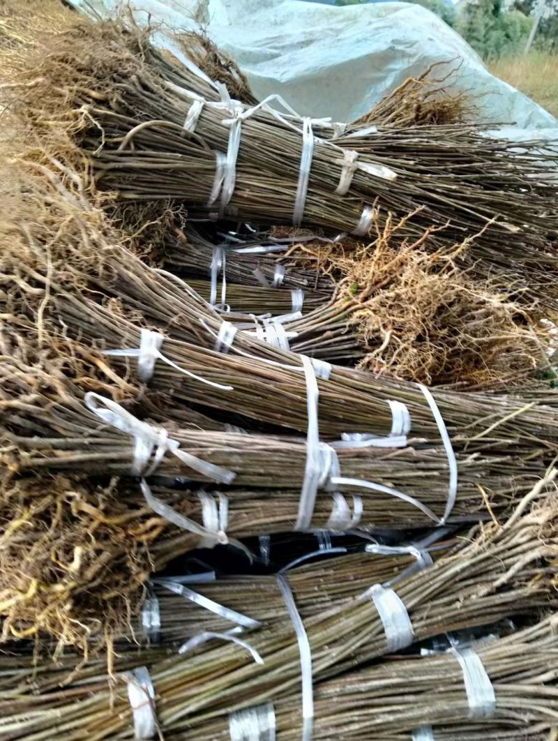 正宗厚皮川黄柏小苗自产自销基地直发保湿发货质优价廉