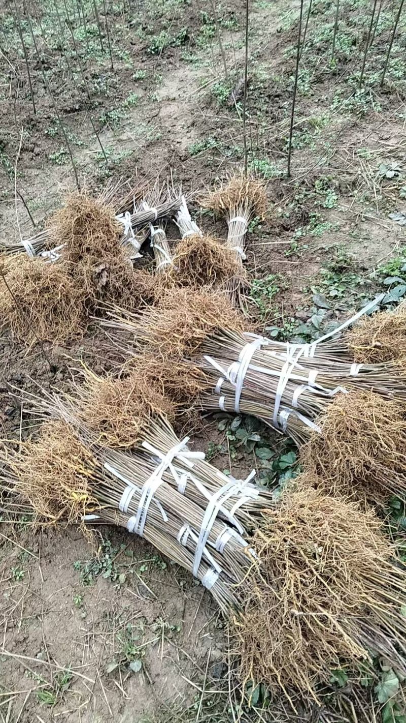 正宗厚皮川黄柏小苗自产自销基地直发保湿发货质优价廉
