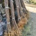 正宗厚皮川黄柏小苗自产自销基地直发保湿发货质优价廉
