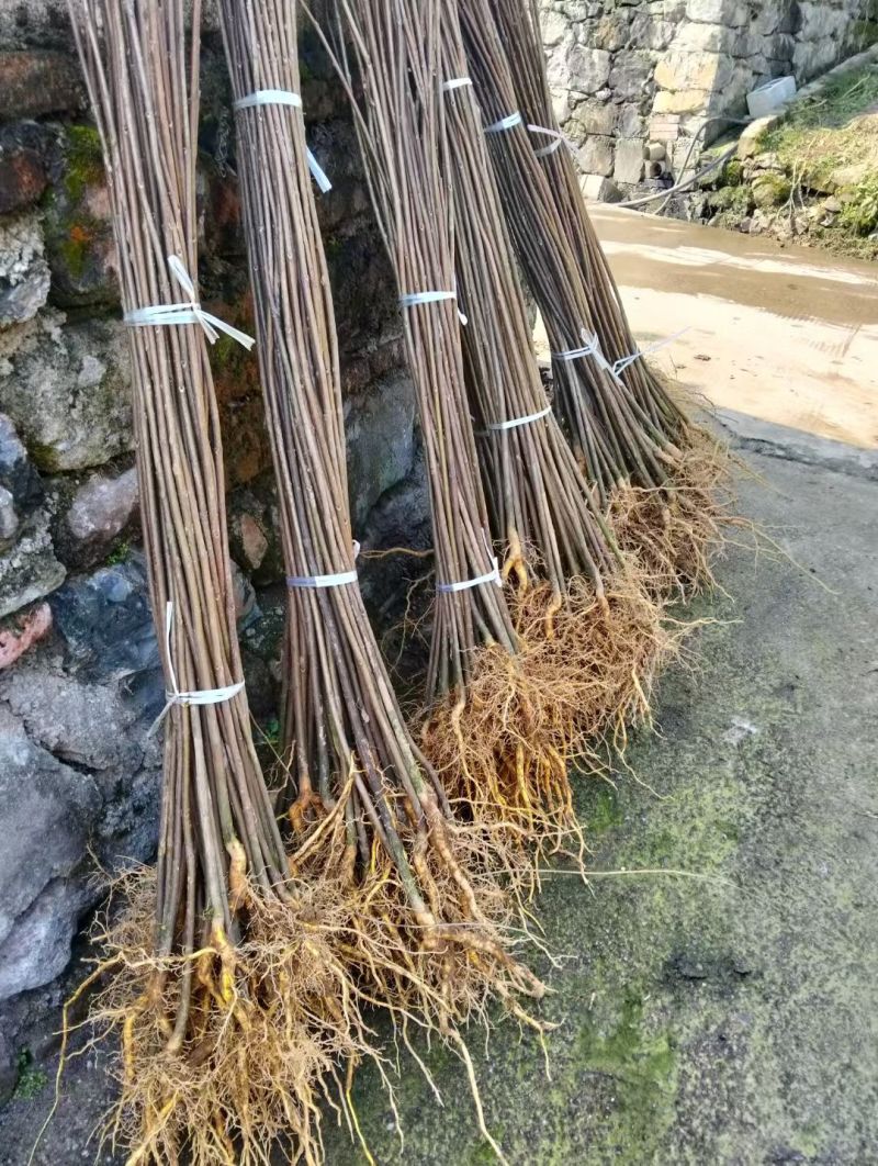 正宗厚皮川黄柏小苗自产自销基地直发保湿发货质优价廉