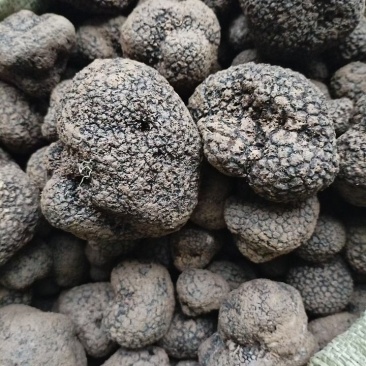 野生黑松露