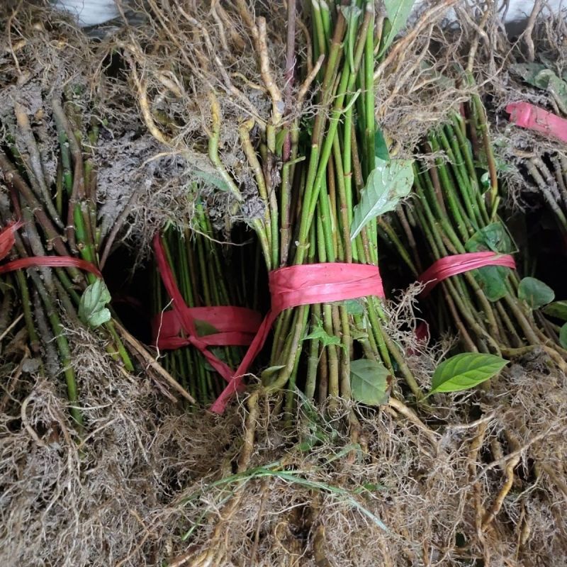 钩藤苗金钩莲丁吊藤倒挂刺苗大钩藤鹰爪风苗基地现挖直