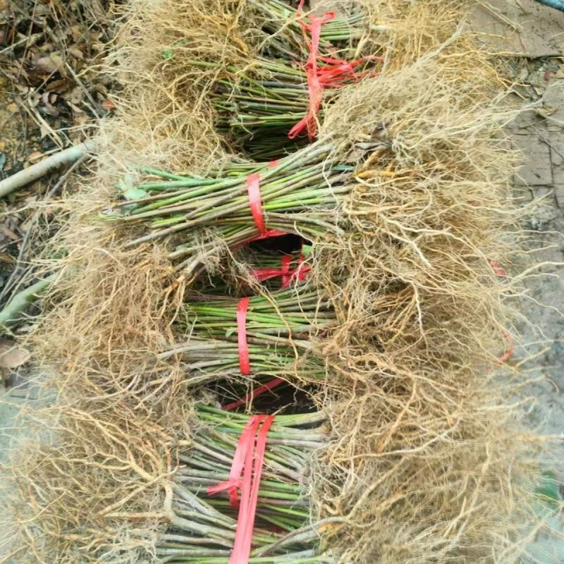 钩藤苗金钩莲丁吊藤倒挂刺苗大钩藤鹰爪风苗基地现挖直